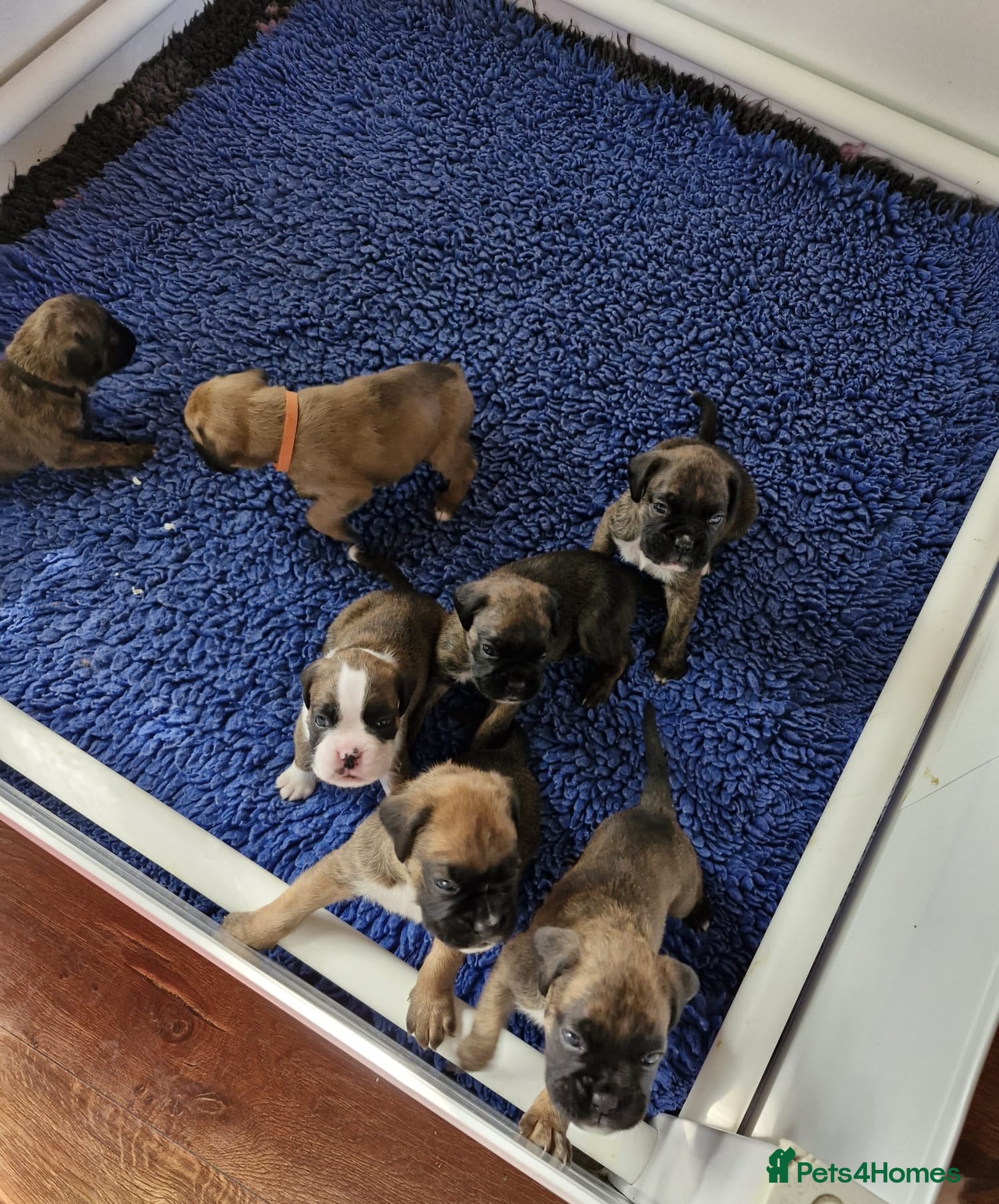 Boxer dogs GORGEOUS KC PUPPIES  - Advert 7