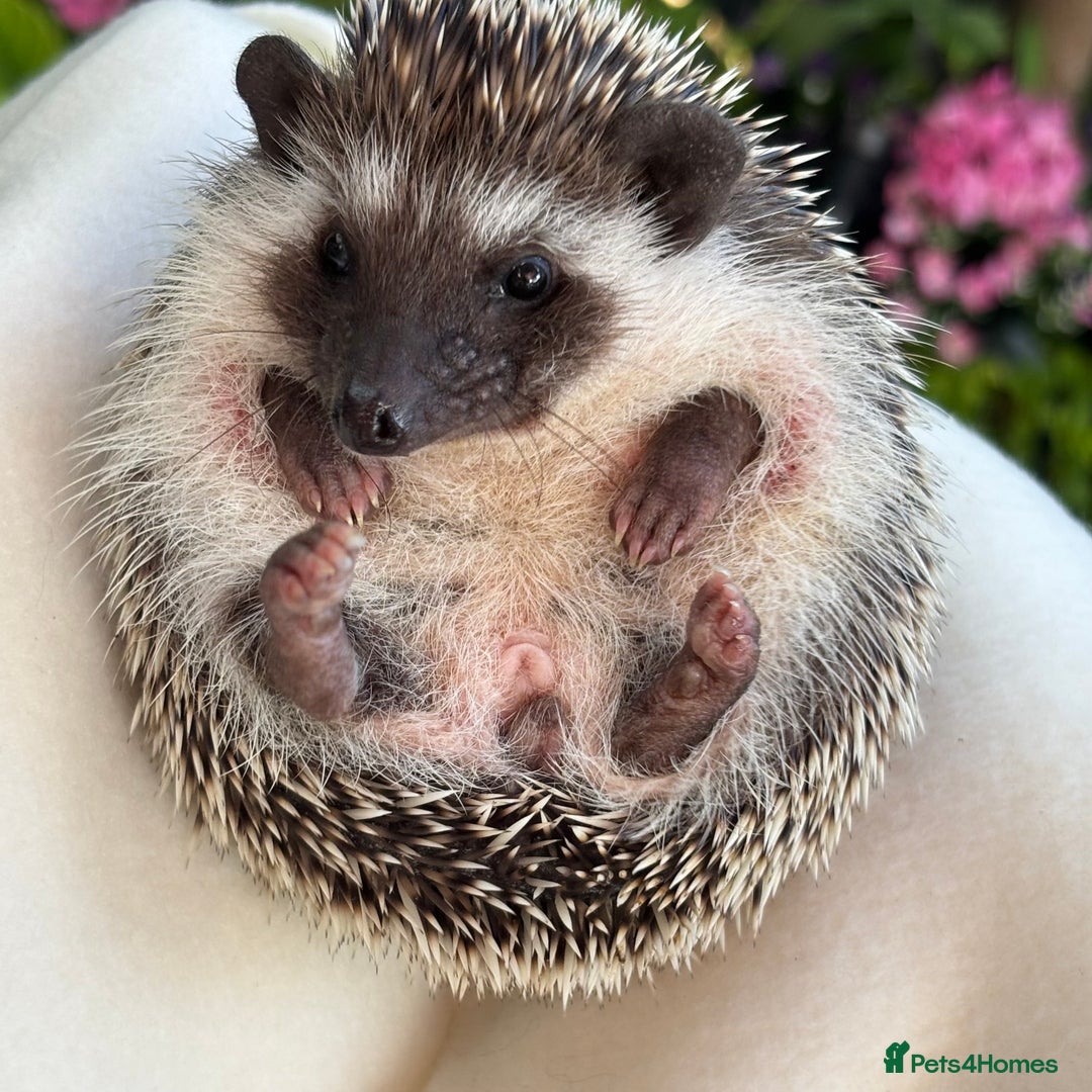 Pygmy Hedgehog rodents for sale: Pedigree African Pygmy Hedgehog 04.05.25 in Eastleigh - Image 15