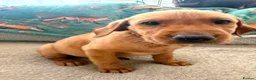 Labrador Retriever dogs for sale: Pedigree Puppies from a Family Home - Advert 10