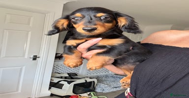 Dachshund dogs - Advert 6