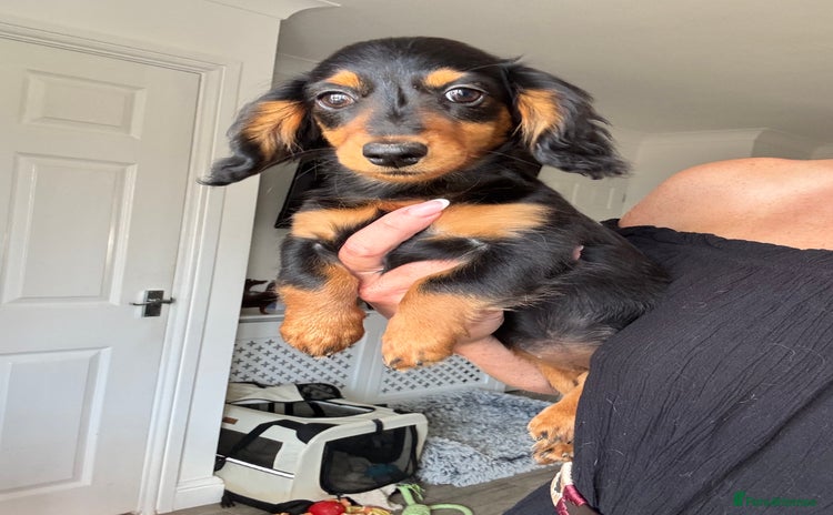 Dachshund dogs - Advert 1