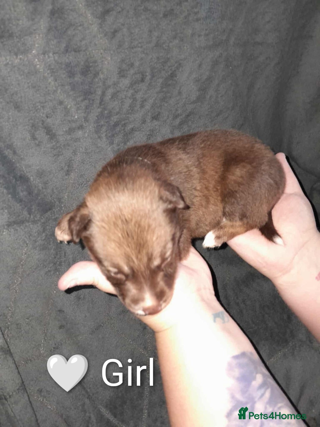 Mixed Breed dogs for sale: American Bulldog x Siberian Husky - Image 7