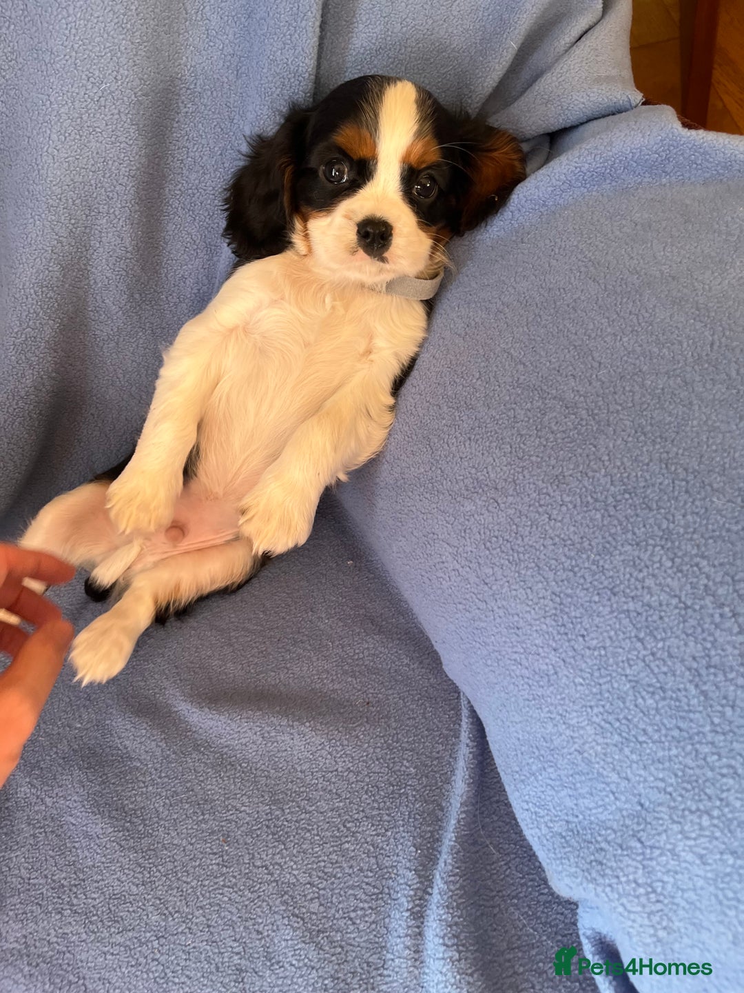 Cavalier King Charles Spaniel dogs for sale: Stunning Cavalier Puppies - Image 10