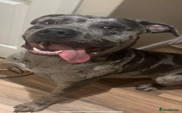 Cane Corso dogs for sale: Zeus Mastiff  - Image 2