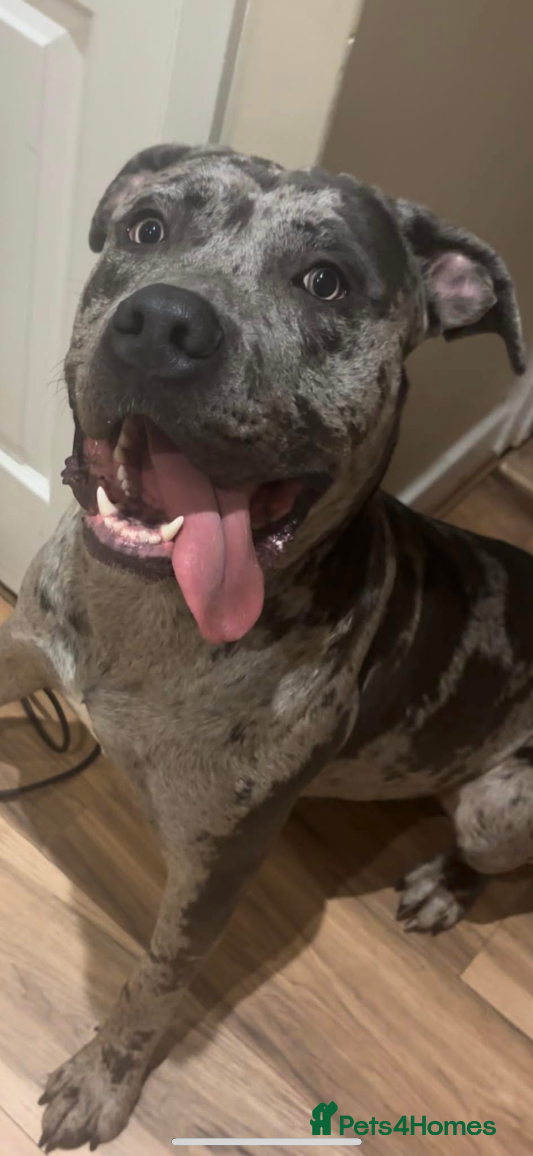 Cane Corso dogs for sale: Zeus Mastiff  - Image 2