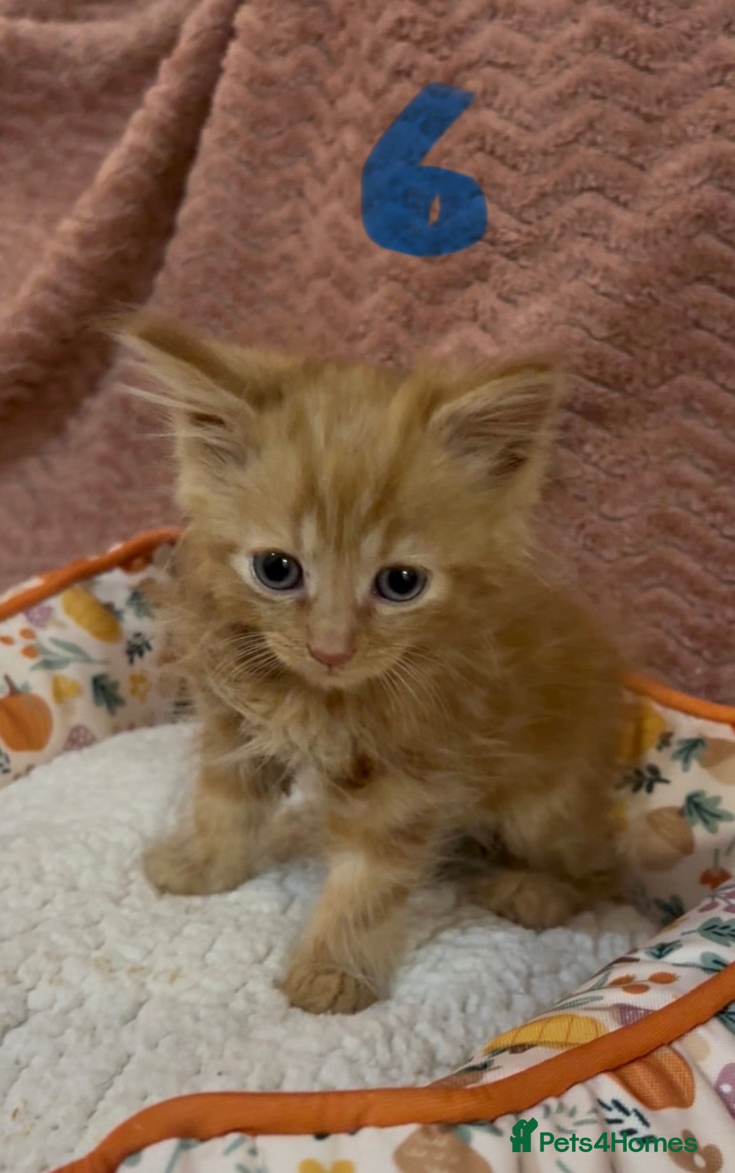 Mixed Breed cats for sale: 8 beautiful kittens ready for loving homes  - Advert 28
