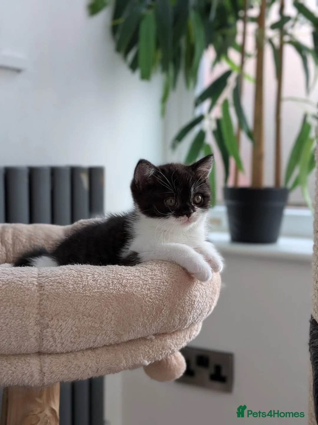 British Longhair cats for sale: GCCF British Longhair - Advert 18