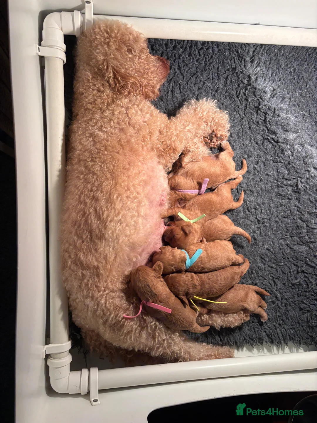 Cavapoo dogs for sale: Cavapoo puppies  - Advert 2