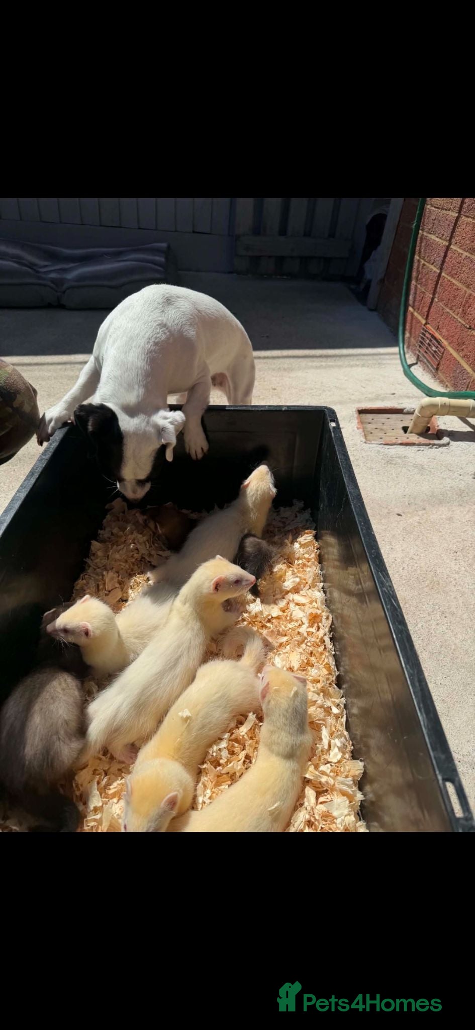 Ferret rodents Ferret kits for sale  - Advert 16