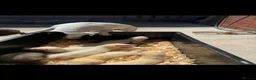 Ferret rodents for sale: Ferret kits for sale  in Bridgwater - Advert 1