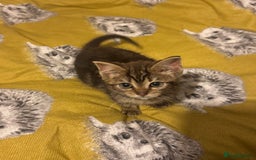 Mixed Breed cats for sale: Kitten looking for a loving home.  - Advert 2