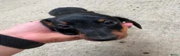 Dachshund dogs for sale: Daschund Puppies in Bridgwater - Advert 16
