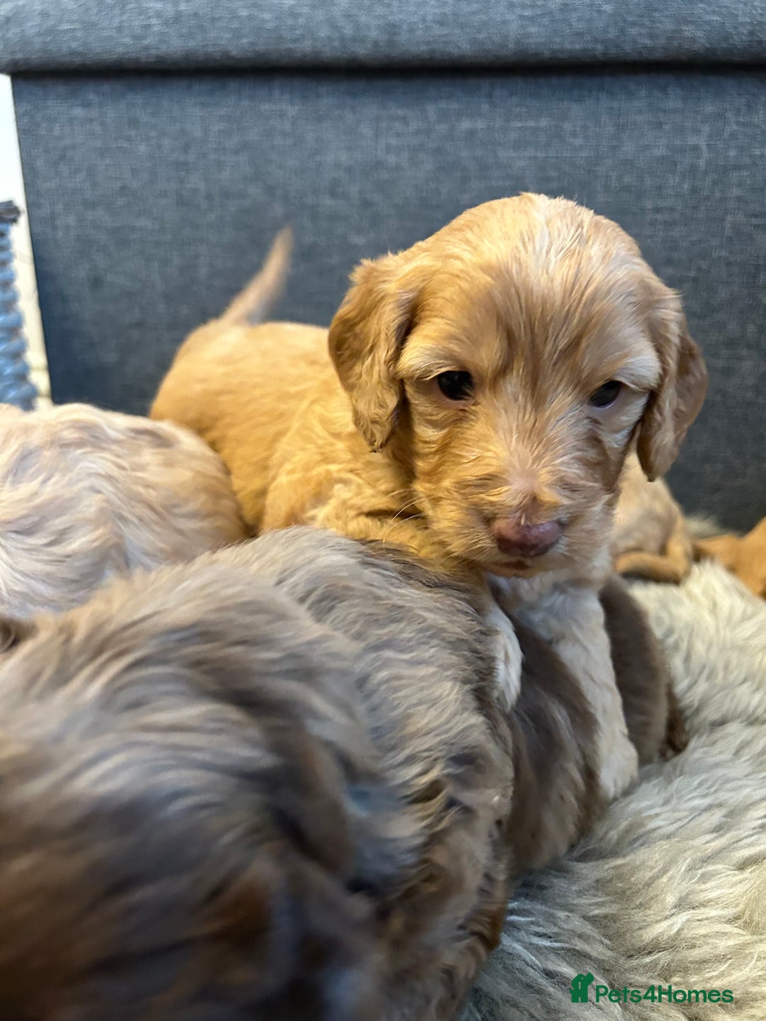 Cockapoo dogs for sale: 5 adorable cockapoo puppies  - Advert 19