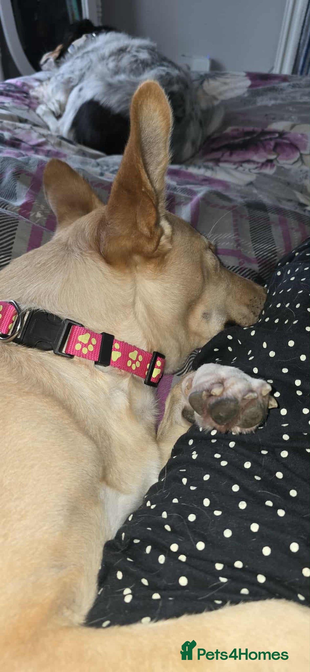 Mixed Breed dogs for adoption: Amber is looking for her forever home - Image 4