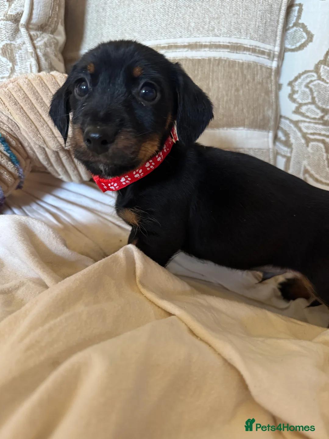 Miniature Dachshund dogs for sale: Miniature dachshunds - Advert 19