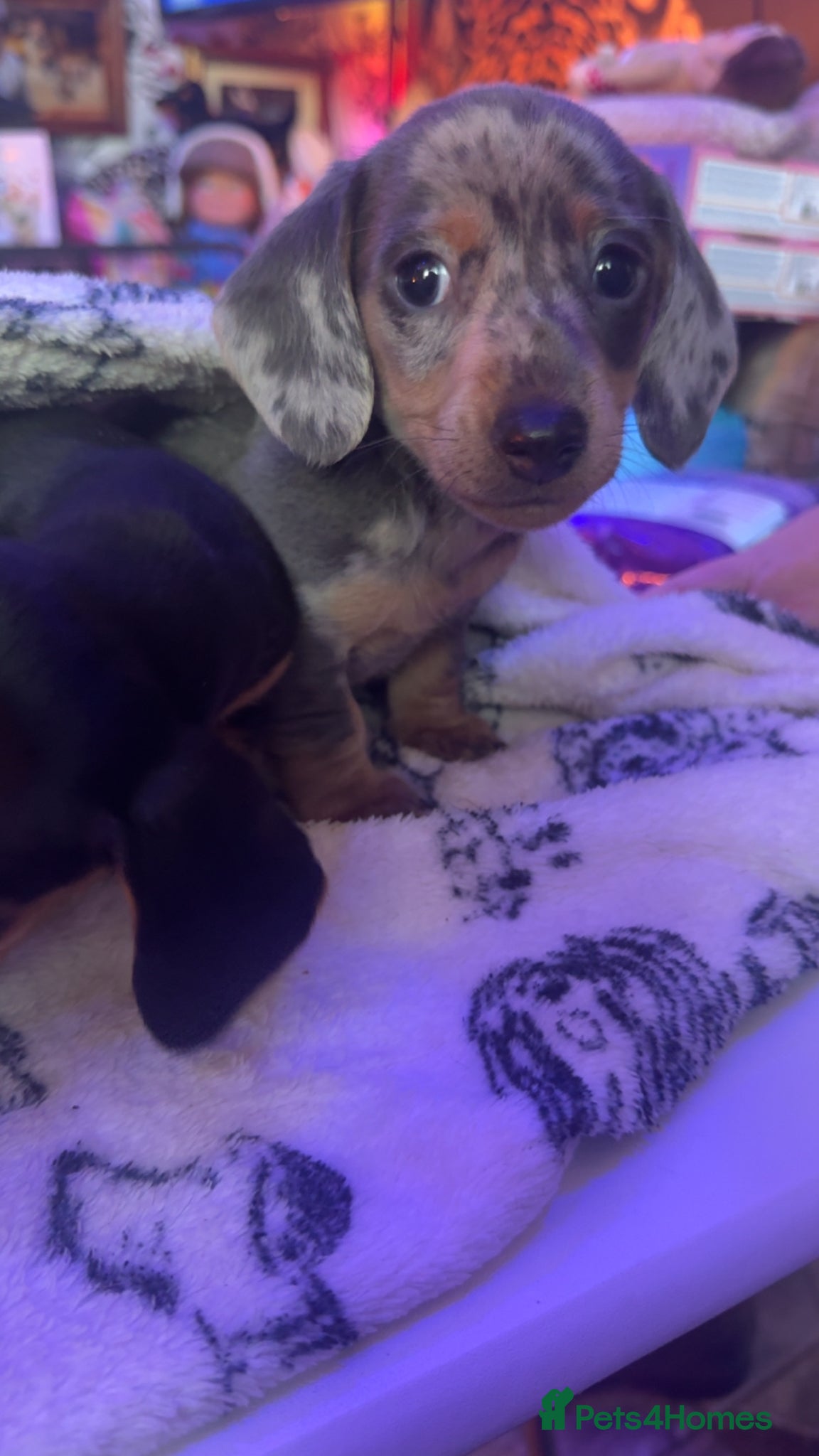 Dachshund dogs Dachshund puppies  - Advert 2