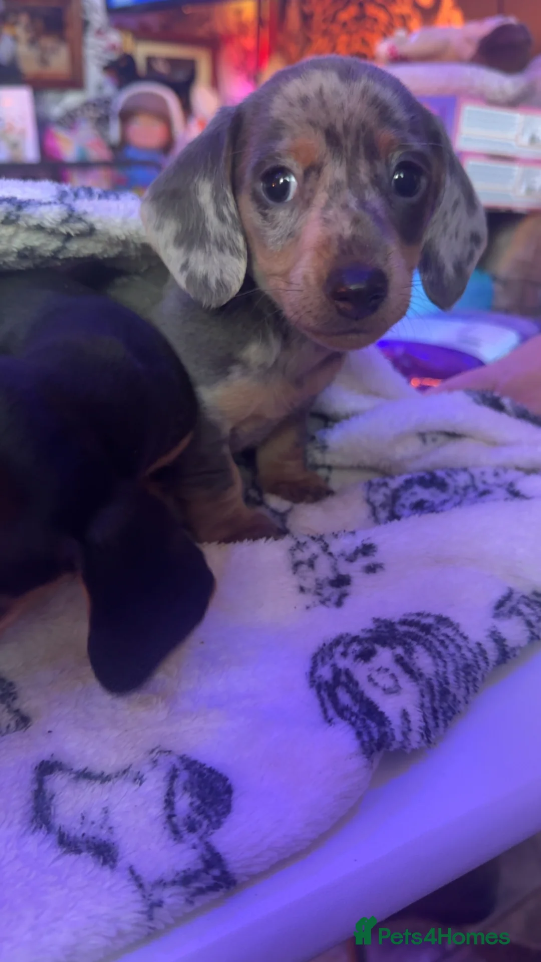 Dachshund dogs for sale: Dachshund puppies  - Advert 1
