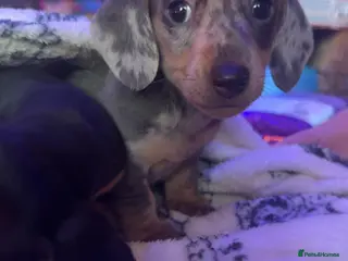 Dachshund dogs Dachshund puppies - Advert 1