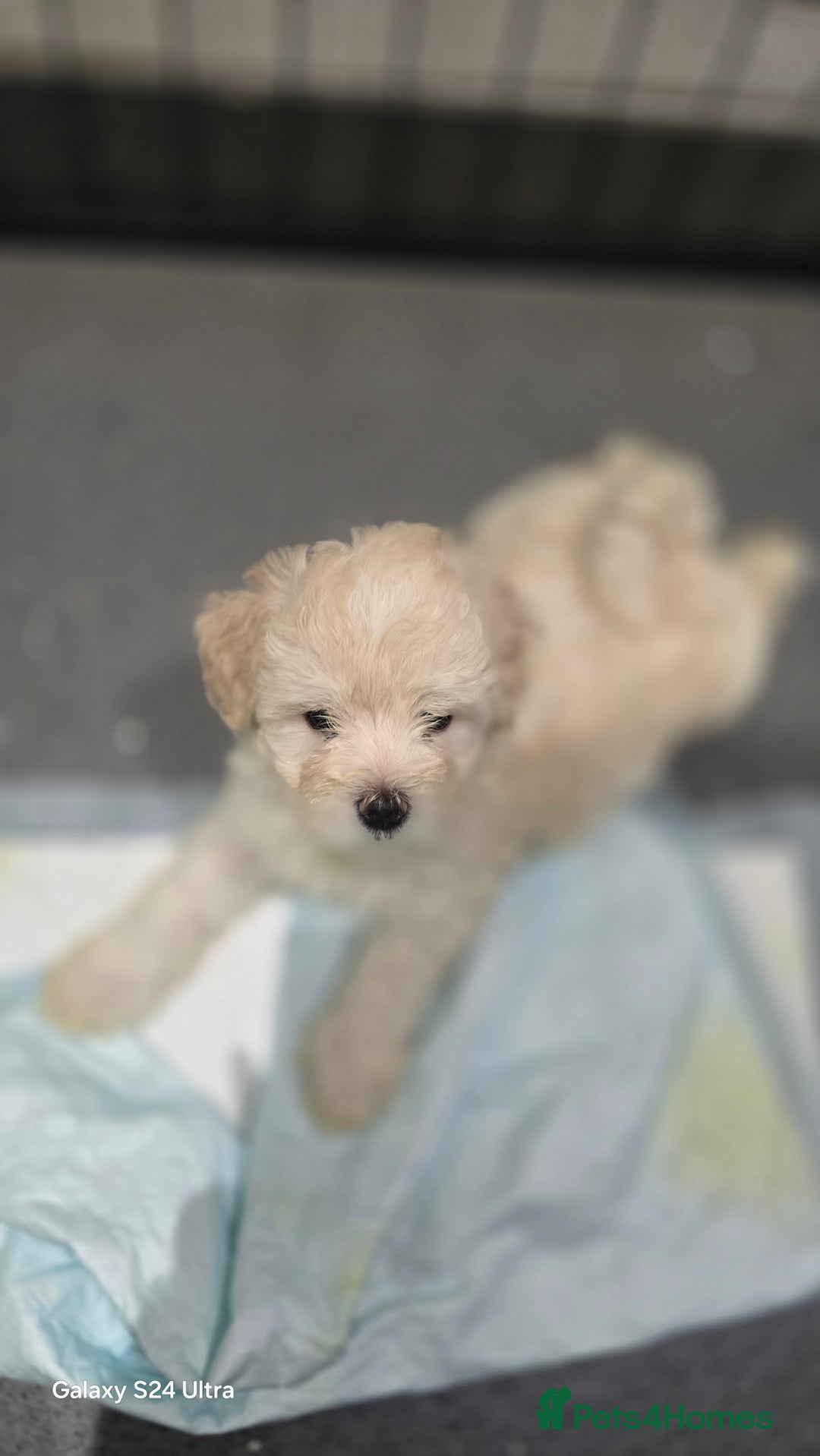Bichon Frise dogs for sale:  Adorable Bichon puppies 🐶 🩷🩷🩷 - Advert 5