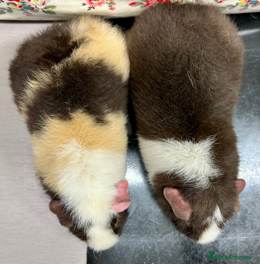 Guinea Pig rodents for sale: Teddy Guinea Pigs Available  - Advert 5