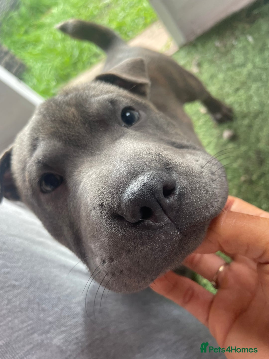 Mixed Breed dogs for sale: Male pup  - Image 1