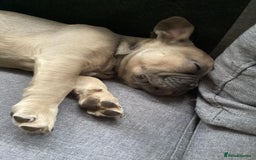 Pug dogs for stud: KC Reg Proven French Bulldog Lilac & Tan For Stud in Colchester - Image 18