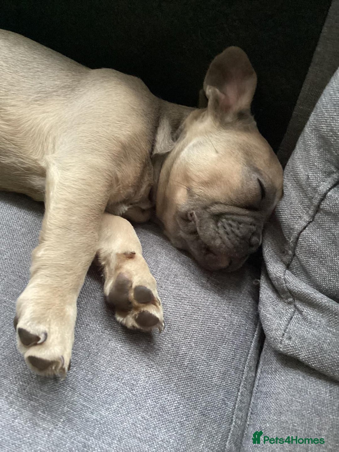Pug dogs for stud: KC Reg Proven French Bulldog Lilac & Tan For Stud in Colchester - Image 18