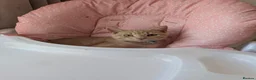 Domestic Shorthair cats for sale: Male kitten in Hastings - Advert 3