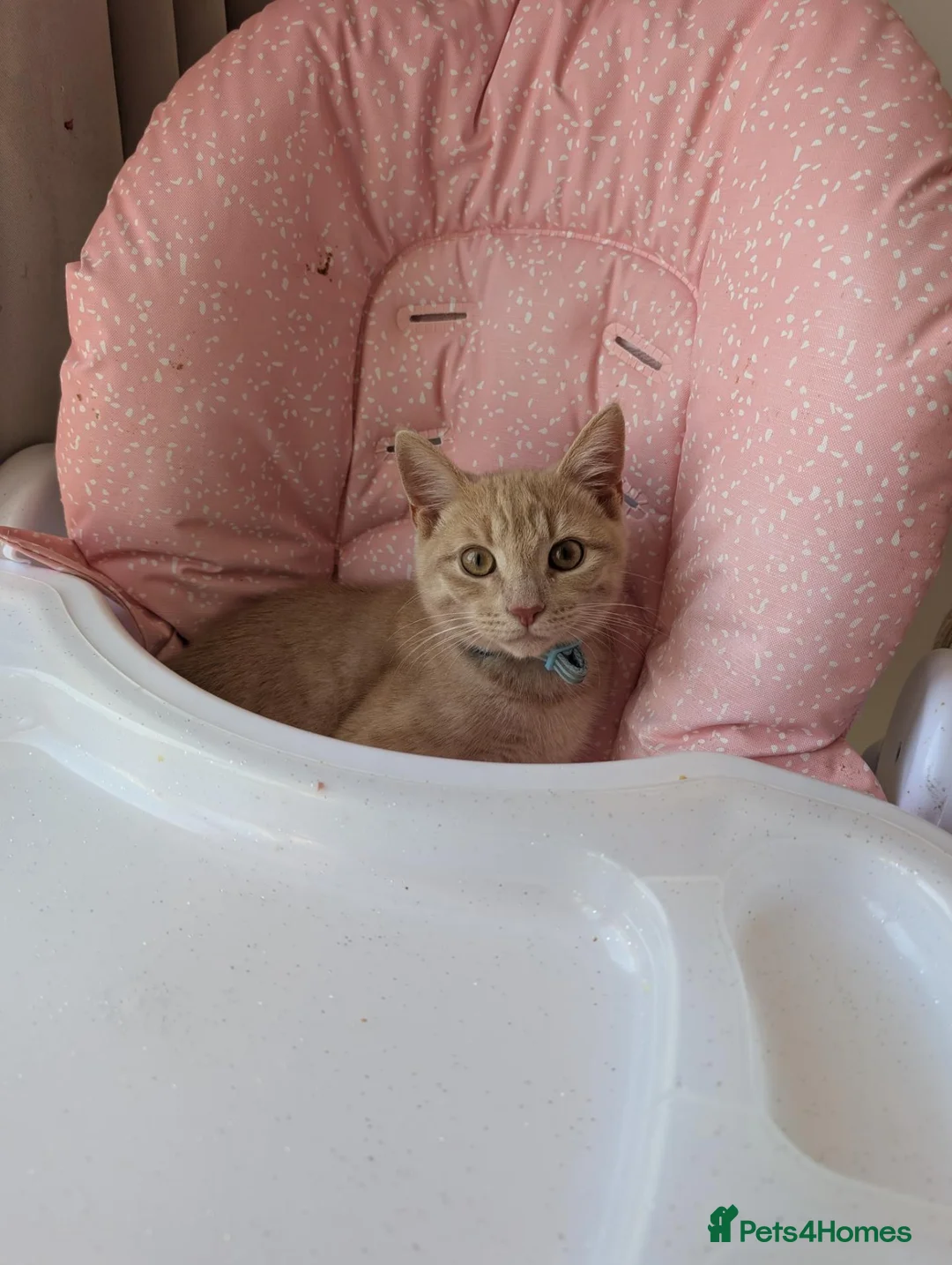 Domestic Shorthair cats for sale: Male kitten in Hastings - Advert 3