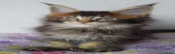 Maine Coon cats for sale: Gorgeous TICA silver Euro poly/non poly Active/pet - Advert 2