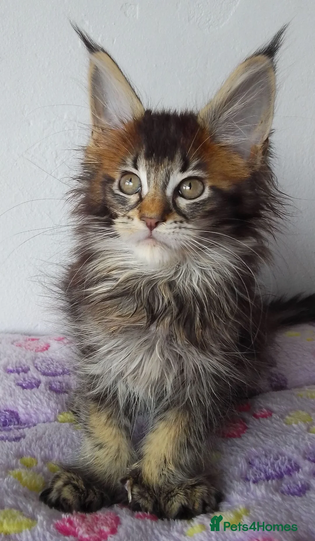 Maine Coon cats for sale: Gorgeous TICA silver Euro poly/non poly Active/pet - Advert 2