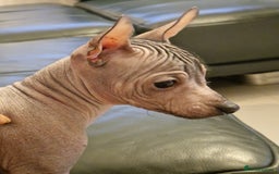 Mexican Hairless dogs for sale: Stunning mini red boy 4 months 8 week old girl . - Image 1