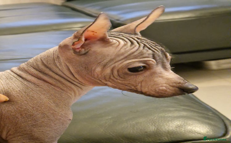 Mexican Hairless dogs - Advert 12