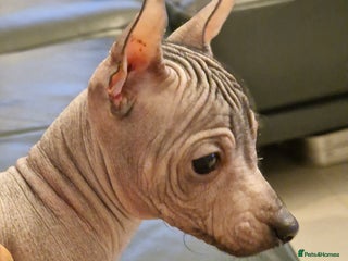 Mexican Hairless dogs - Advert 1