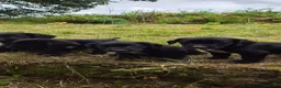 Cocker Spaniel dogs for sale: Cocker Spaniel Puppies - Advert 15