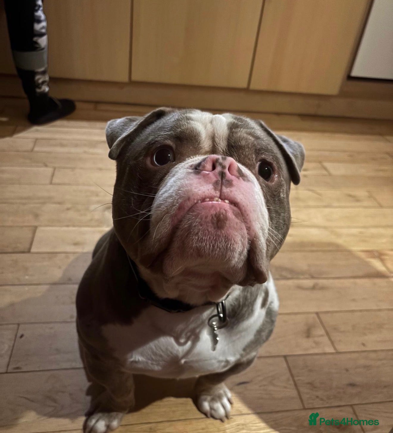 Mixed Breed dogs American Bulldog Ace looking for a home - Advert 1