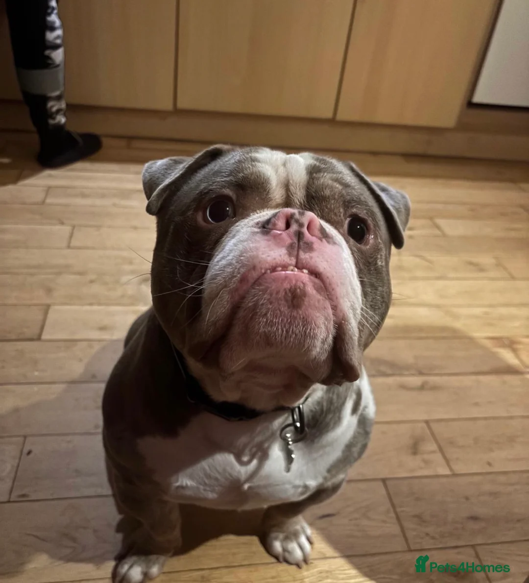 Mixed Breed dogs for sale: FREE rehome - American Bulldog Ace - Advert 1