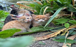 Domestic Shorthair cats for sale:  Domestic Shorthair orange tabby. - Image 3