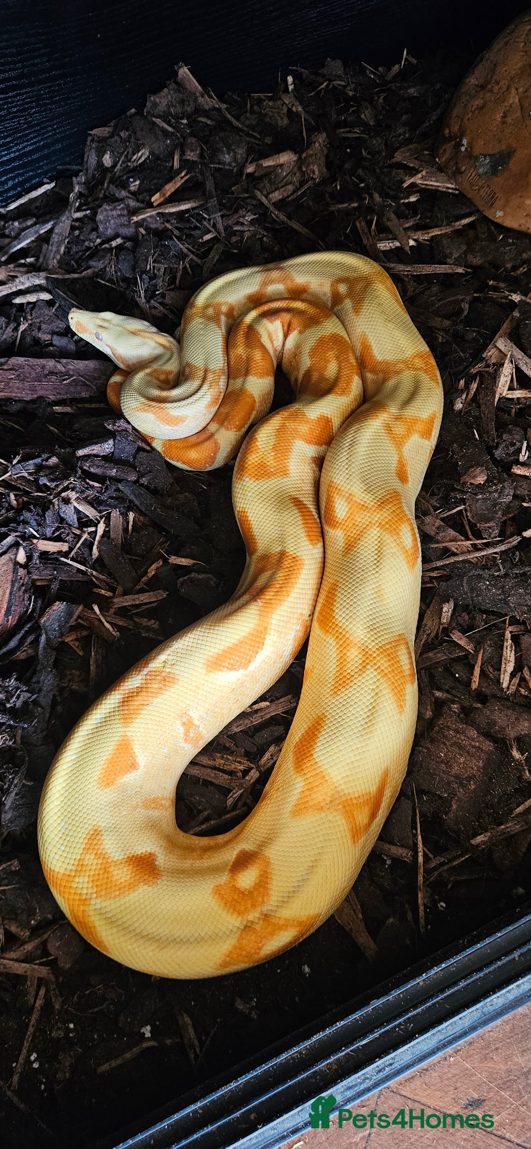 Snake reptiles for sale: Reptile rehoming - Image 10
