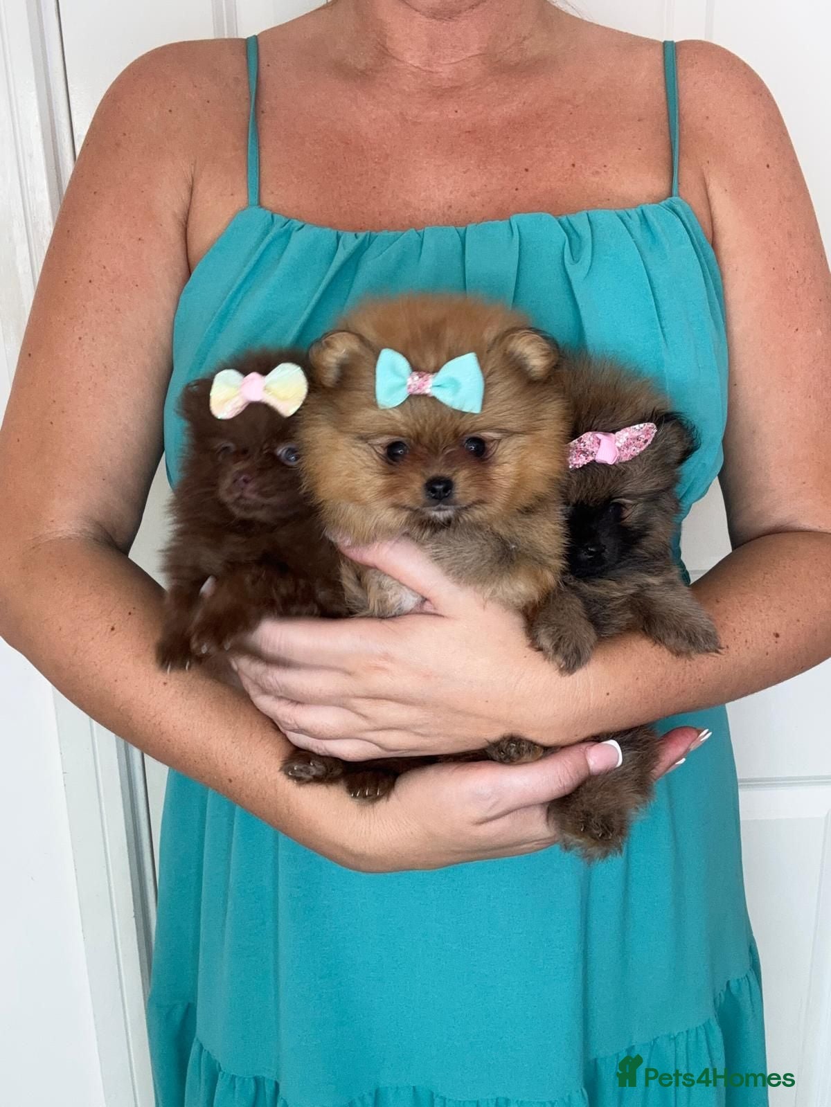 Pomeranian dogs KC registered Pretty Pomeranian Puppies - Advert 14