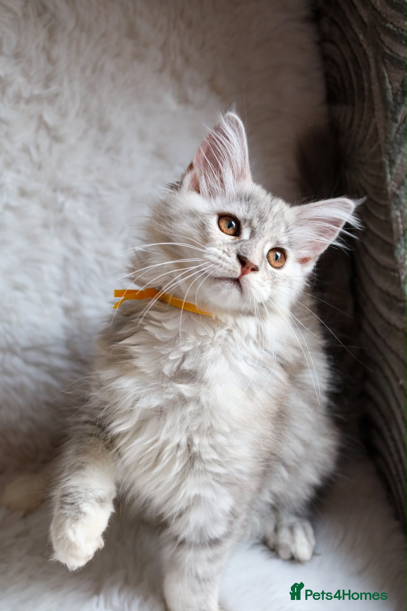 Maine Coon cats Ready to go, stunning TICA Registered Maine Coons - Advert 16