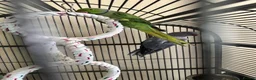 Ringnecks birds for sale: Male & Female Indian Ringneck - Advert 5