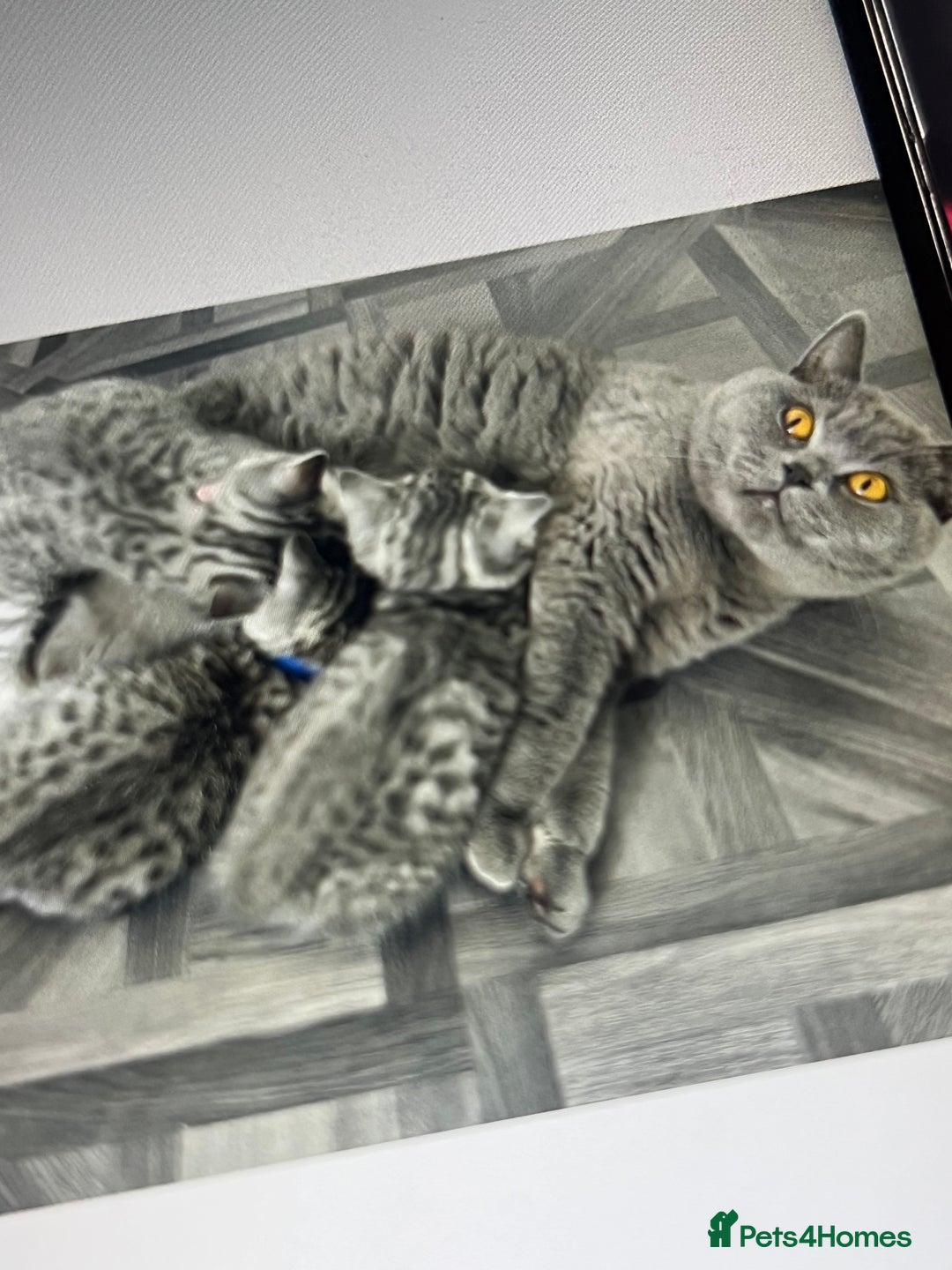 British Shorthair cats for sale: * Reduced * last BSH male kitten left - Image 12