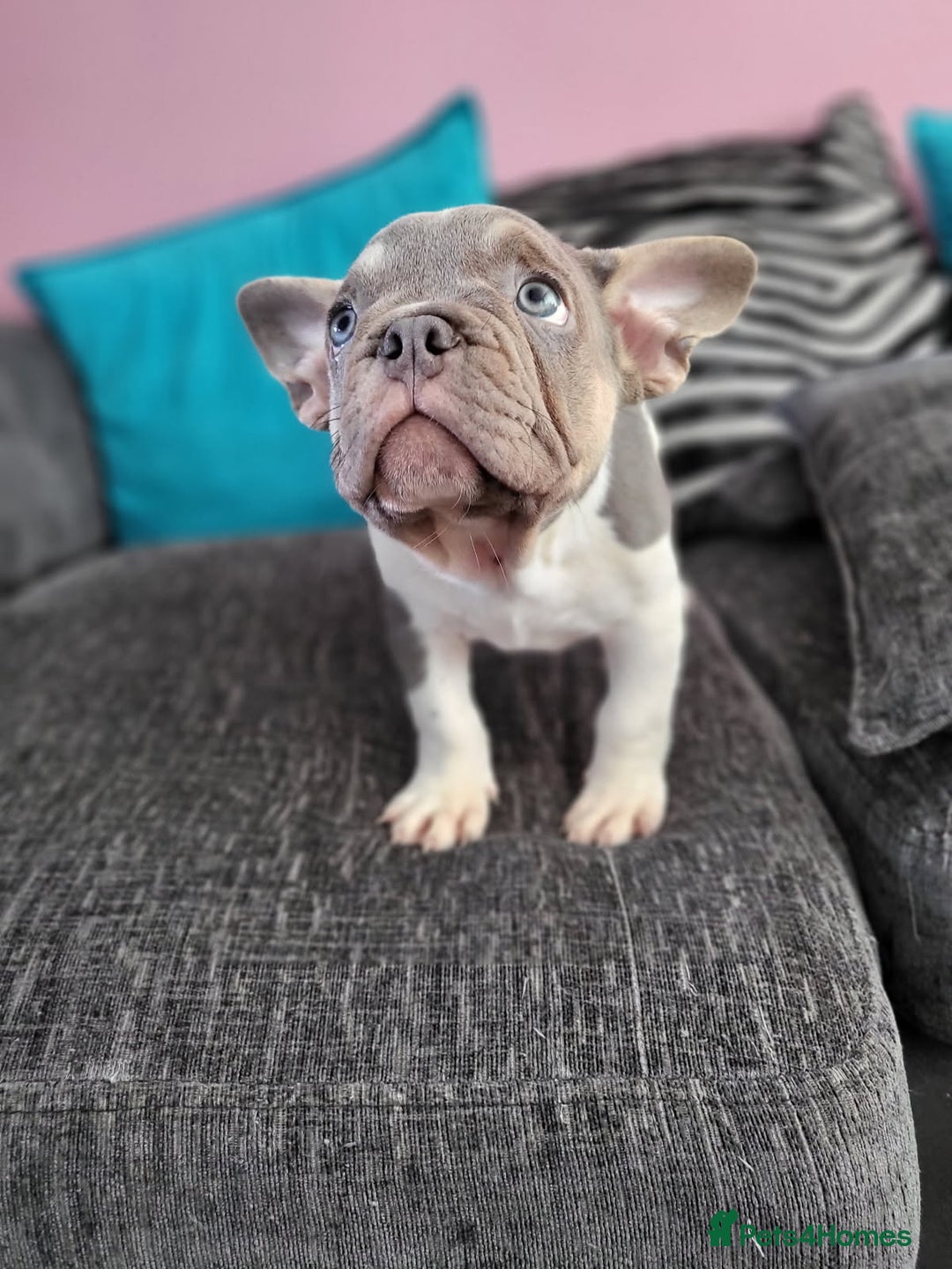 French Bulldog dogs for sale: KC Registered Frenchies ONLY 3 LEFT - Image 21