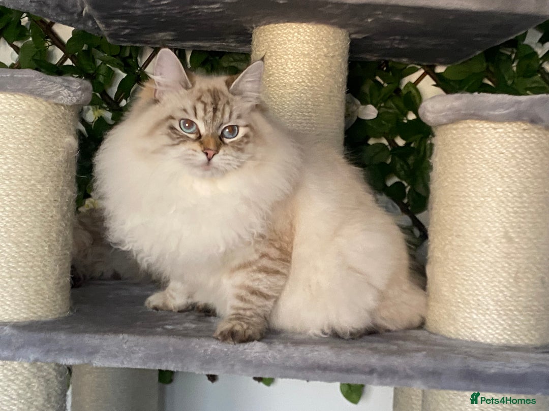 Siberian cats for sale: 🌓Word Champion Grandfather 🌖 - Advert 19