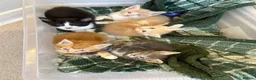 Mixed Breed cats for sale: Gorgeous Kittens Ready For Reserving  - Advert 2