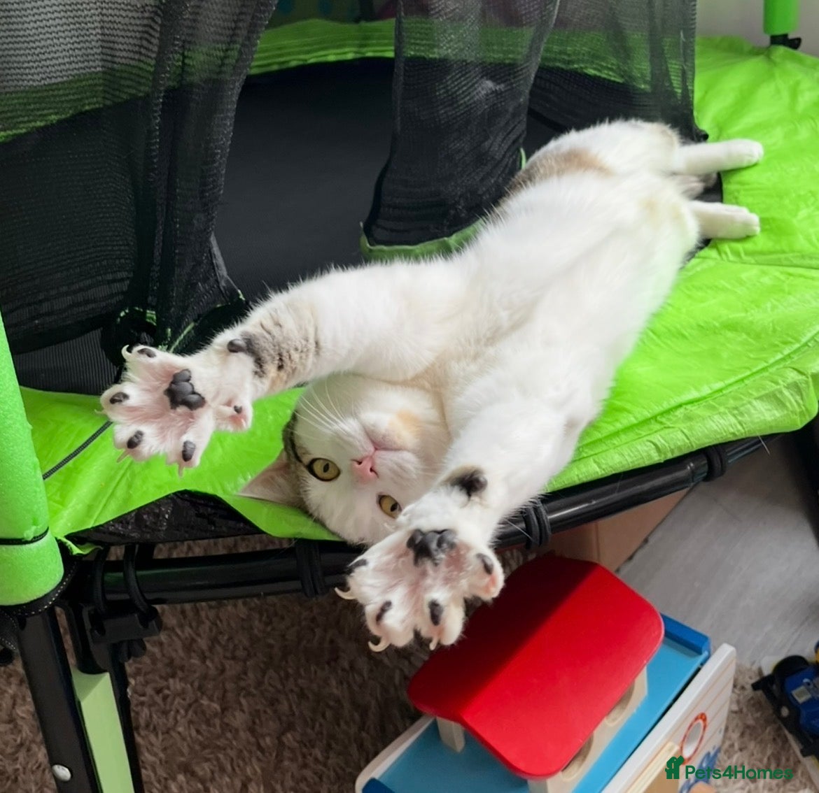 Mixed Breed cats Male older kitten for sale - Advert 1