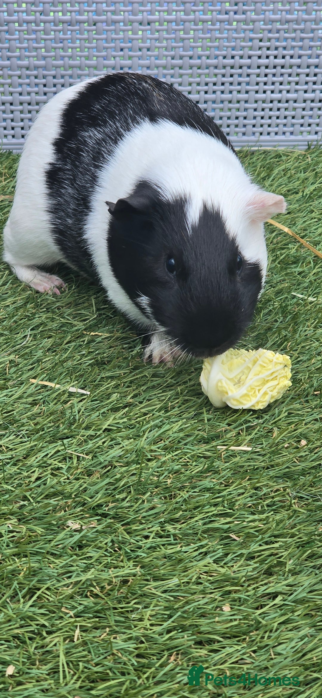 Guinea Pig rodents for sale: Male guinea pigs  - Advert 4
