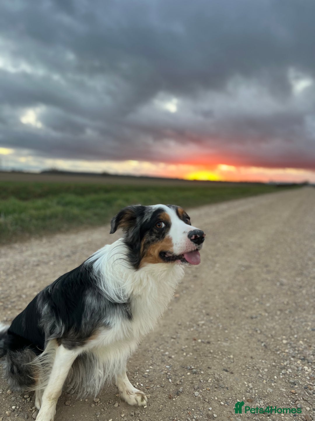 Border Collie dogs for stud: Stud Dog Available – Poe - Image 15
