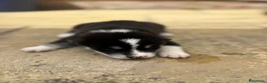 Black & White Male (Nero)